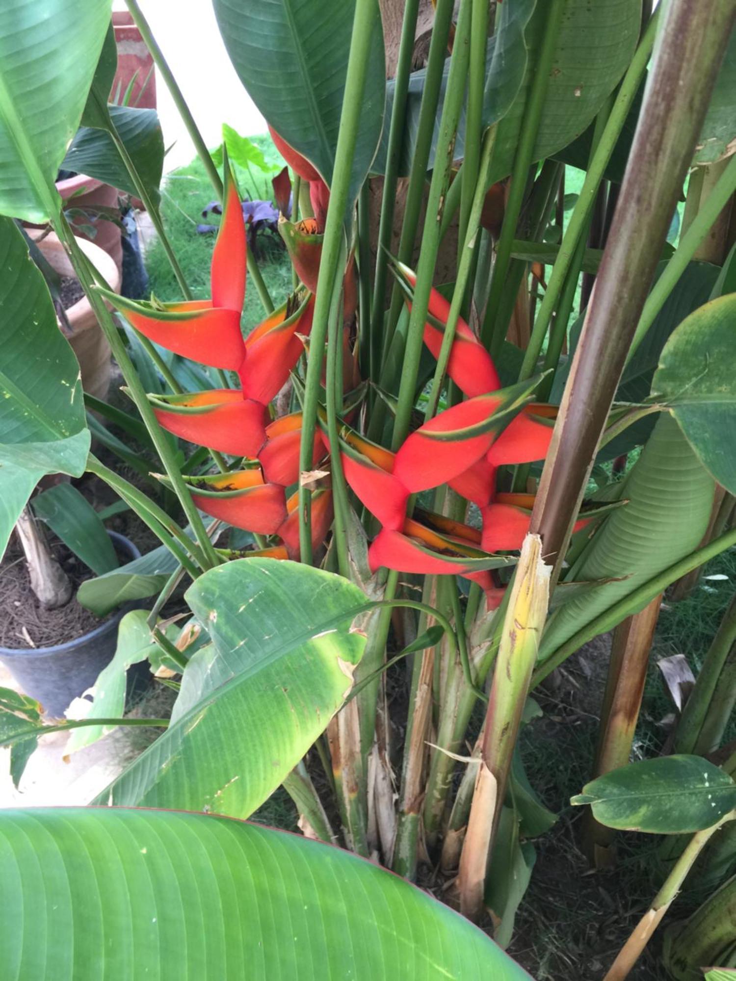 דירות Ouakam Tropical Oasis מראה חיצוני תמונה