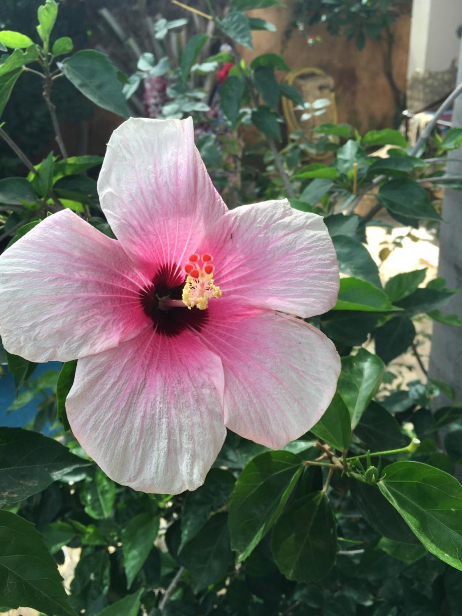 דירות Ouakam Tropical Oasis מראה חיצוני תמונה